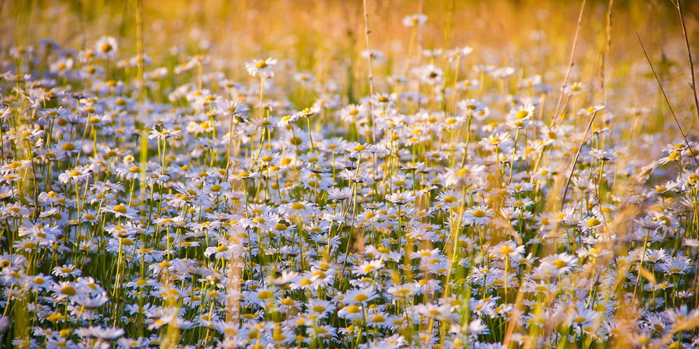 Passwort-geschützter Bereich (Das Passwort lautet: „Propolis“)