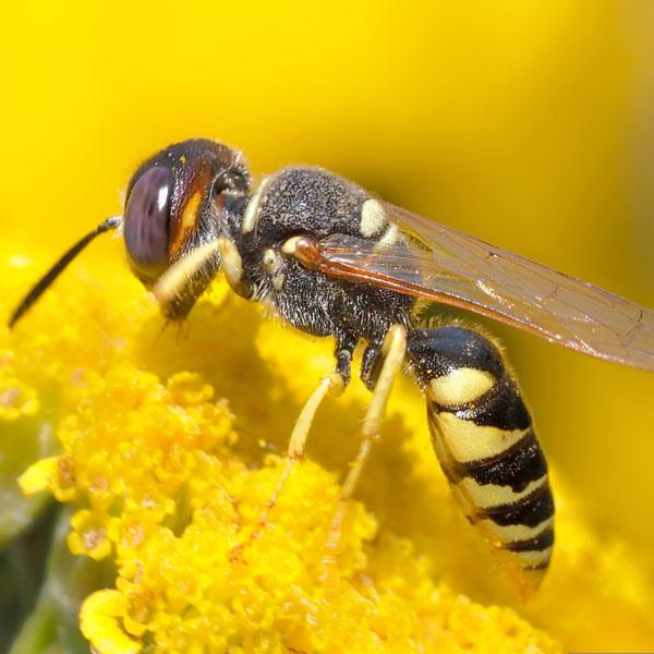 Sprechstunde Vespa velutina
